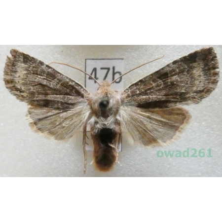 Conistra vaccinii (Linnaeus, 1761) Porożnica jagodówka Czech47b
